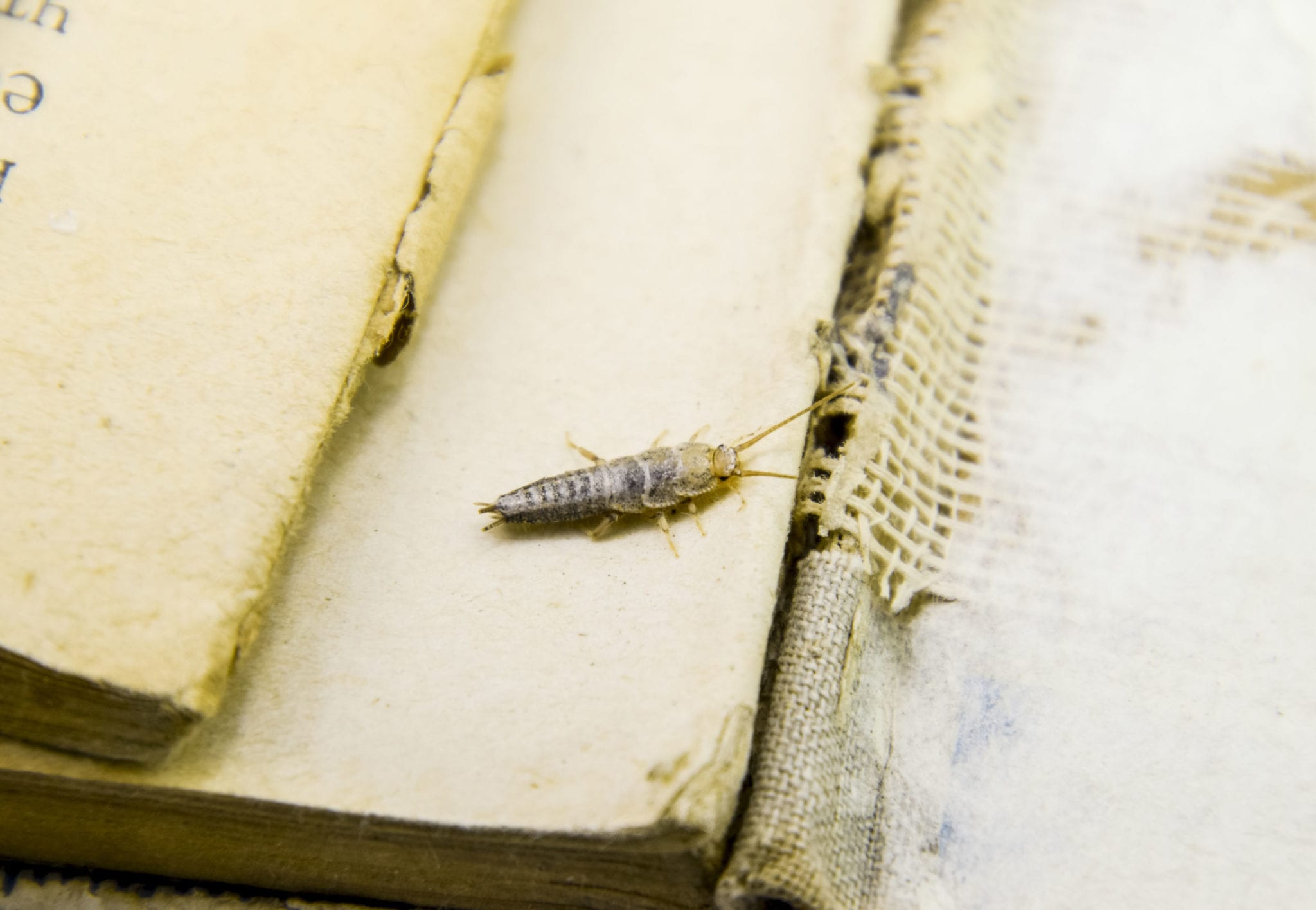 Insect feeding on paper – silverfish cockroach control Wake Forest