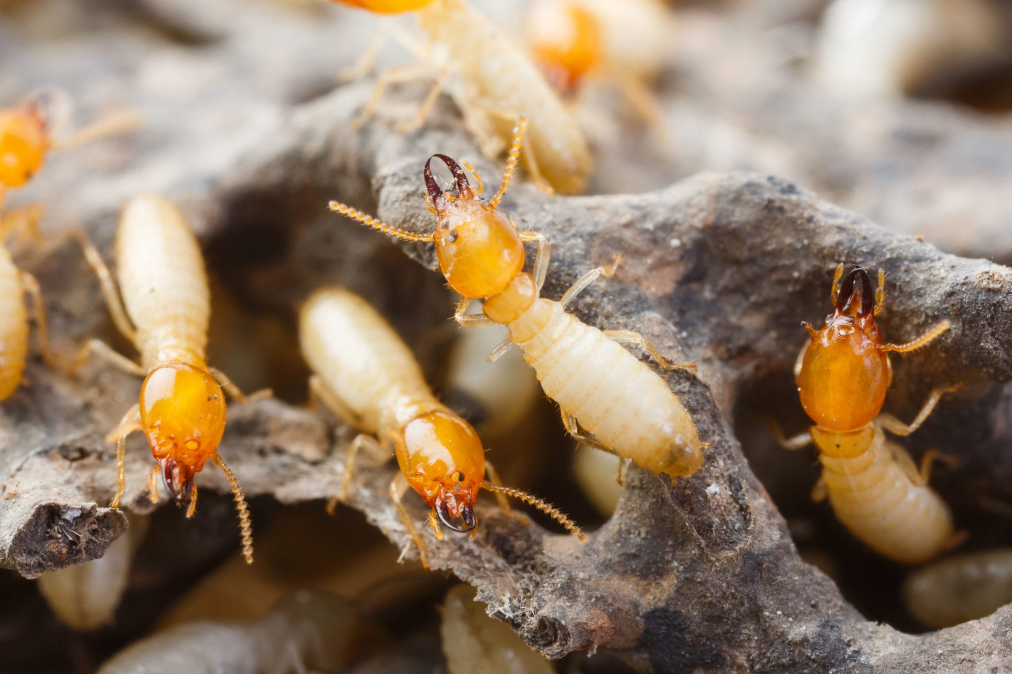 Termites or white ants termite control Raleigh