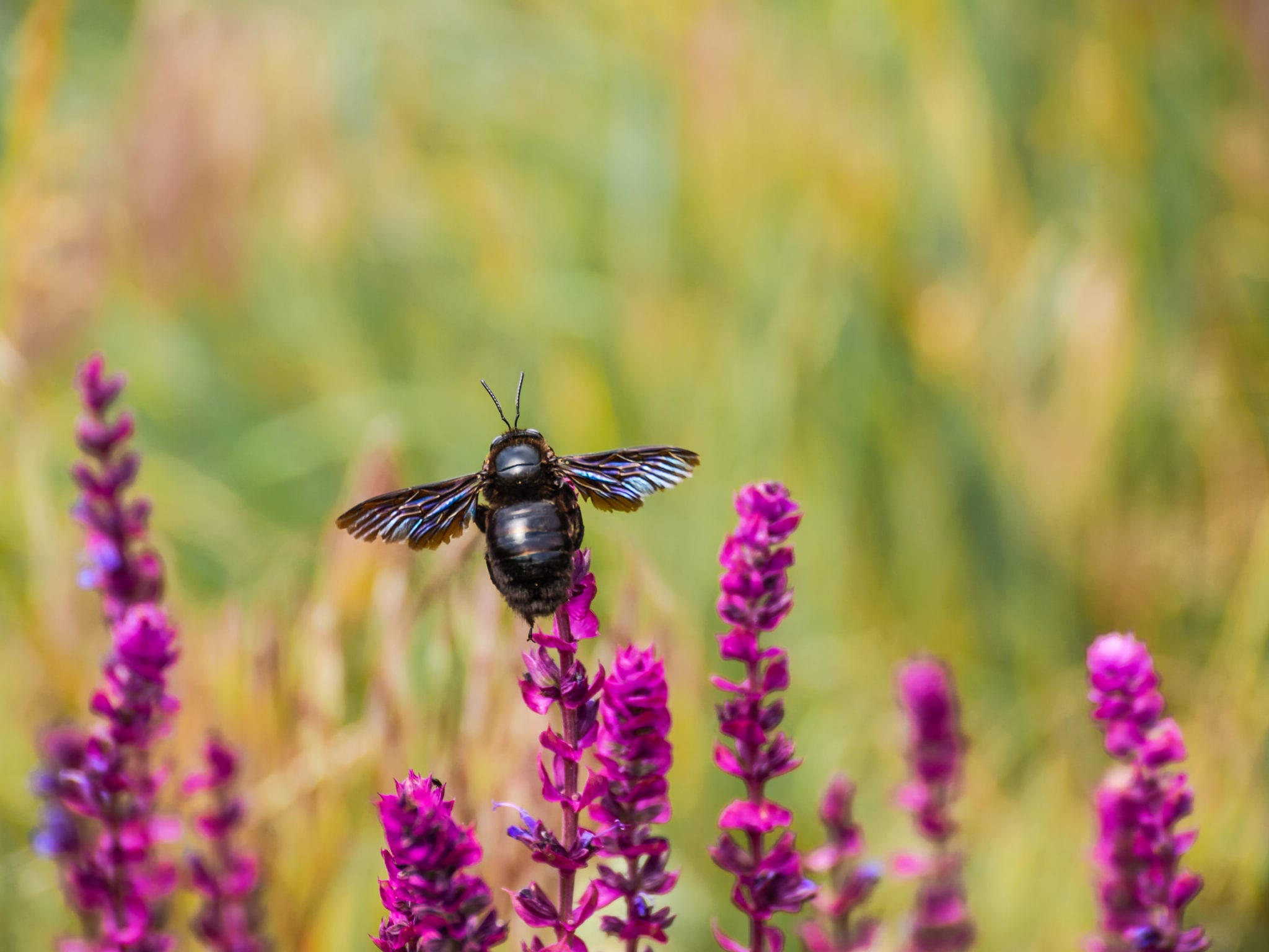 Carpenter Bees