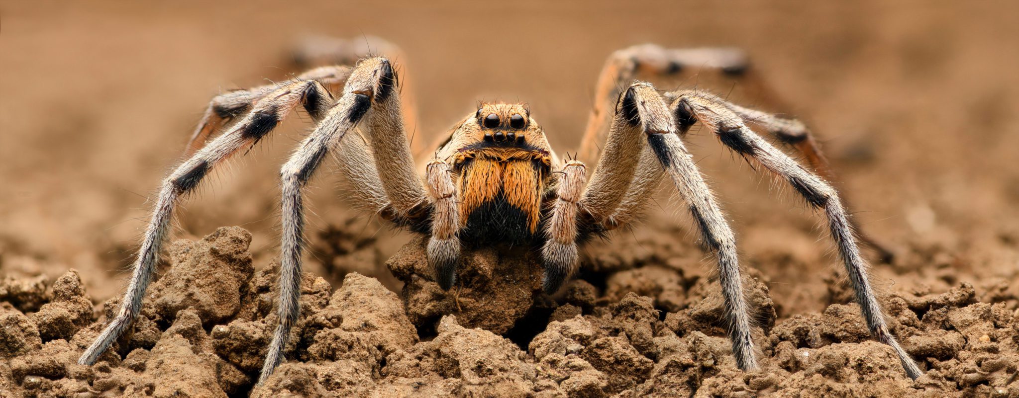 Wolf Spiders