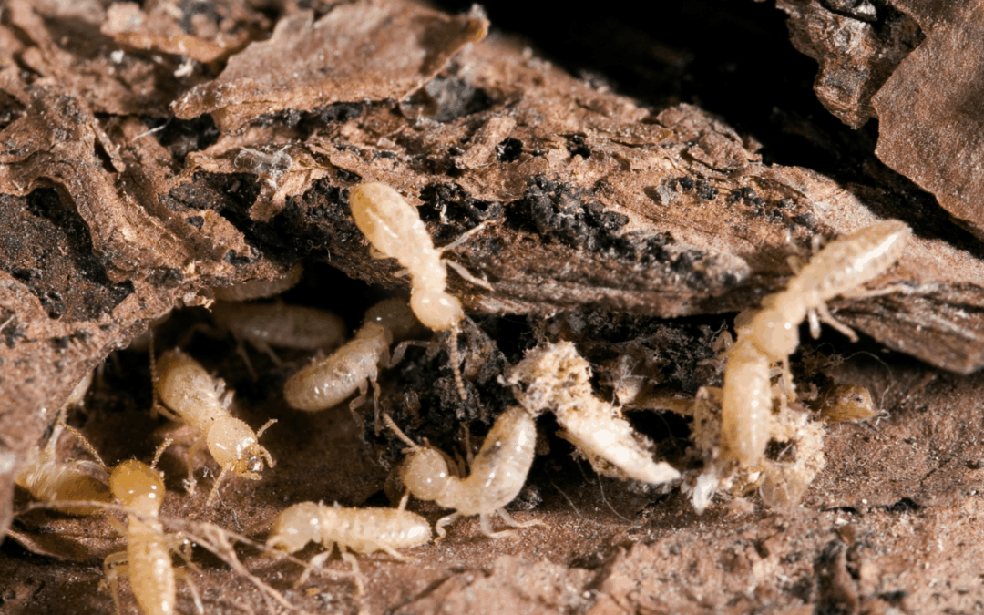 Termites