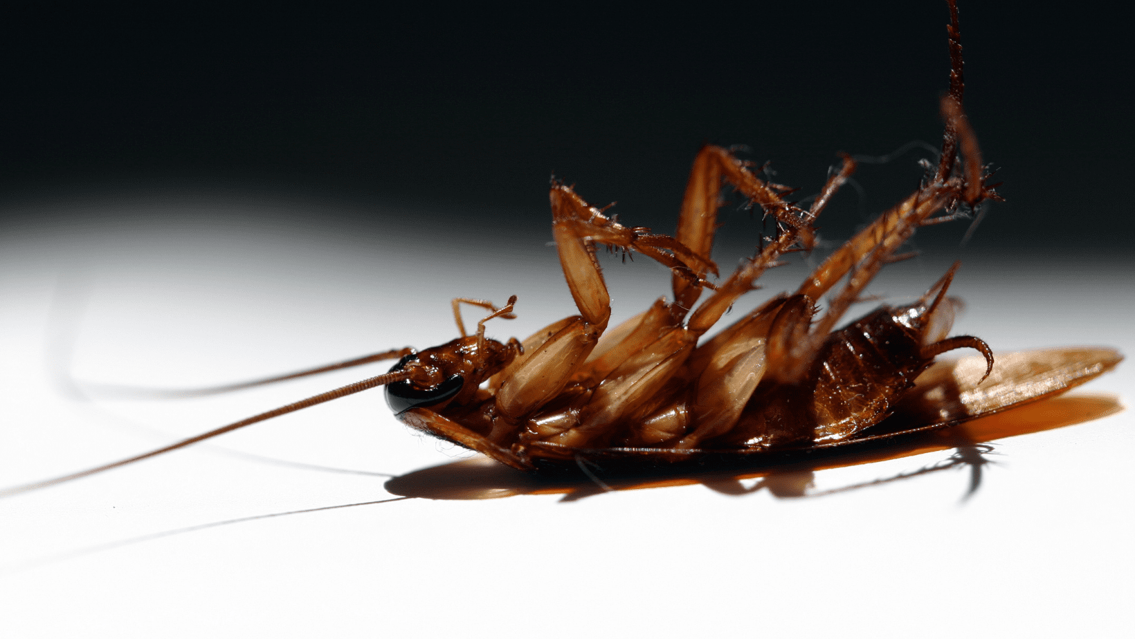 Untitled design (6) Garden Spider