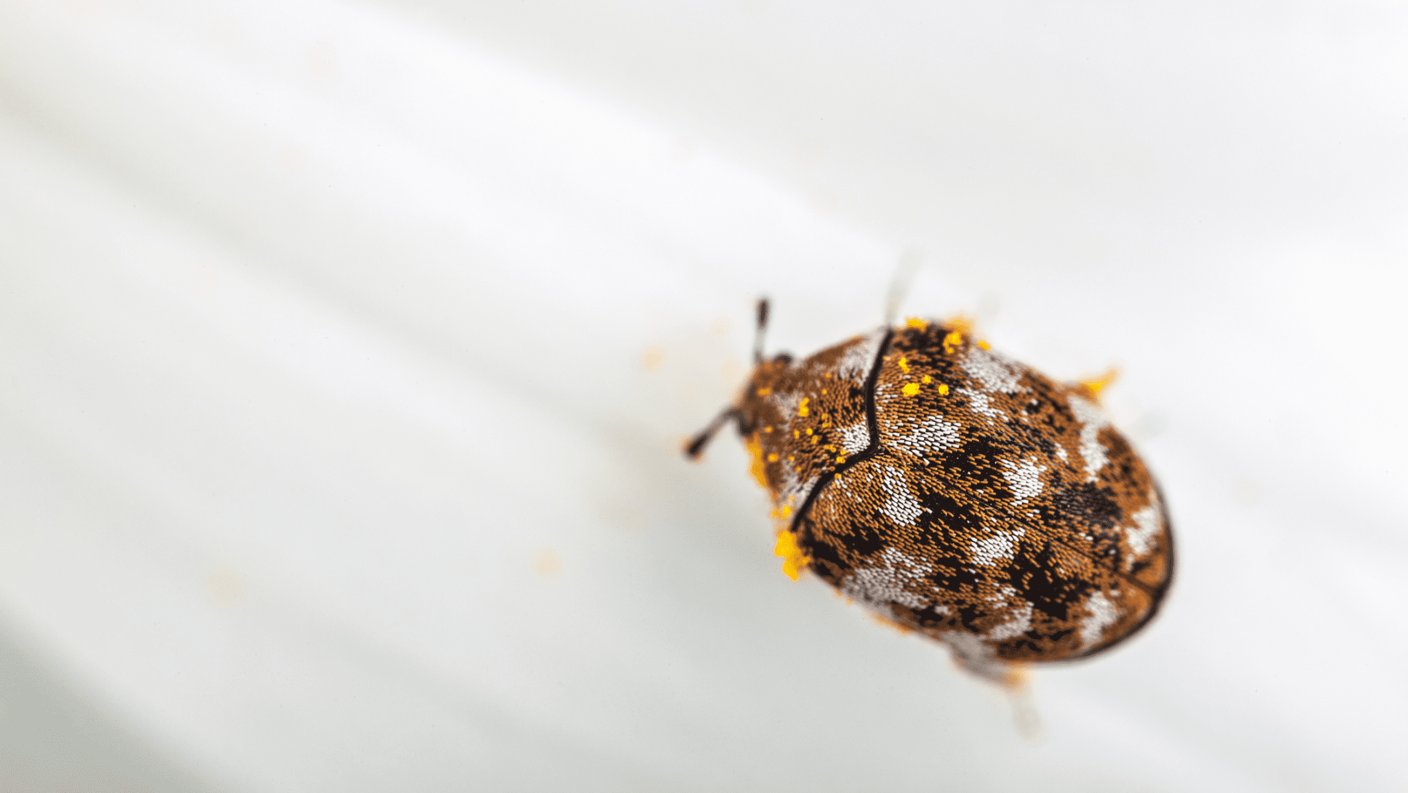 Carpet Beetles