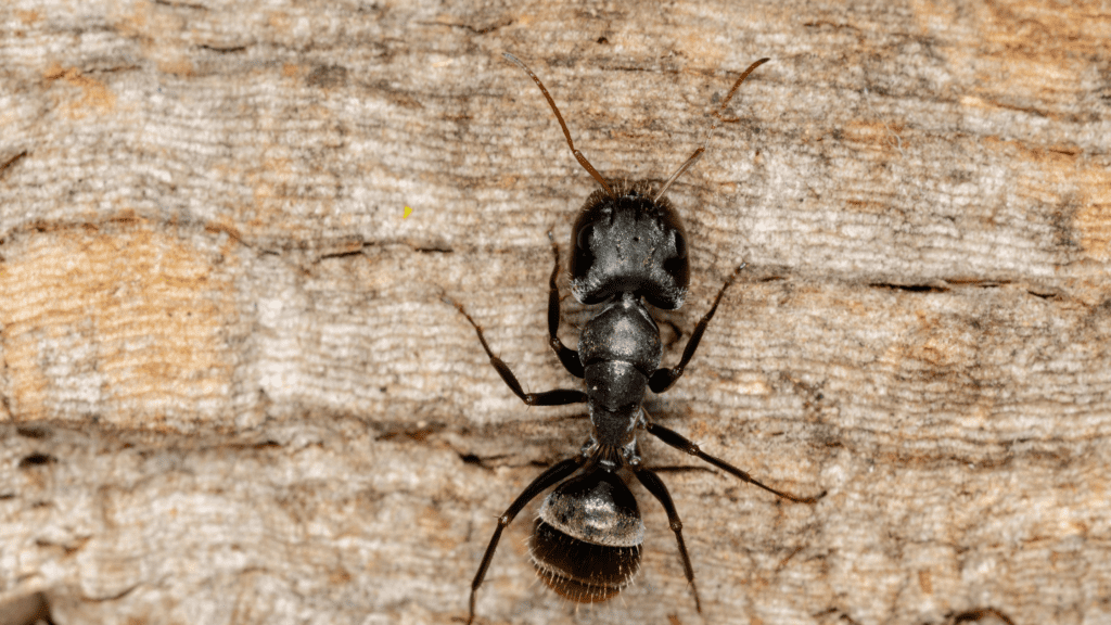 Carpenter Ants Raleigh Carpenter Ants Raleigh