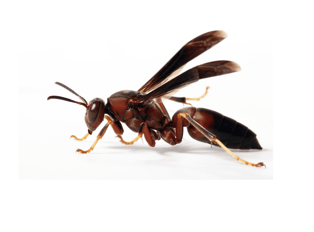 wasps (1080 × 800 px) Raleigh Termite Control