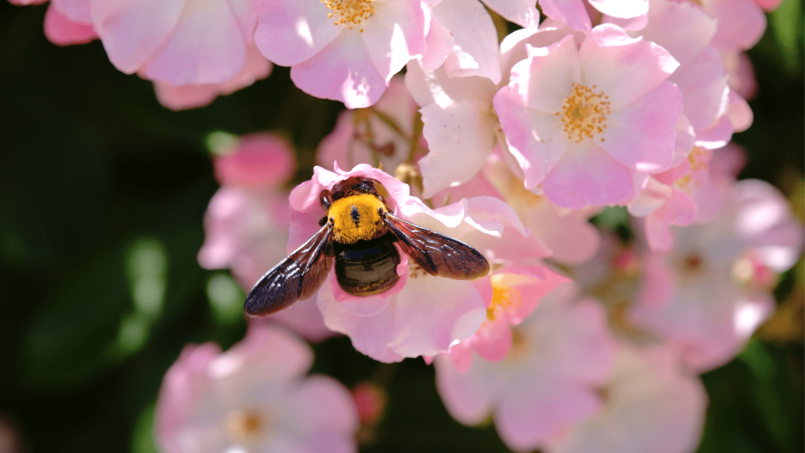 Carpenter Bees in Raleigh Carpenter Bees in Raleigh