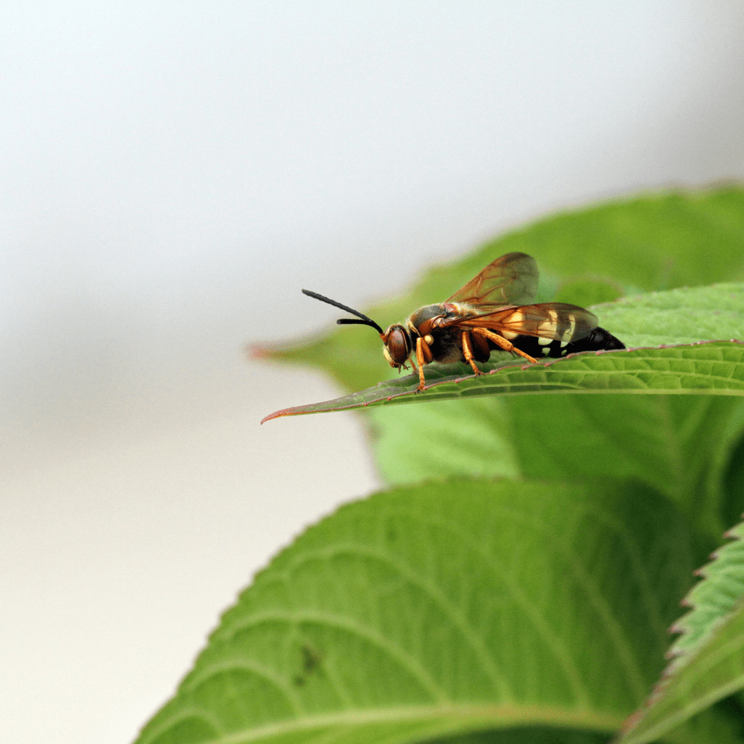Cicada Killer Wasps