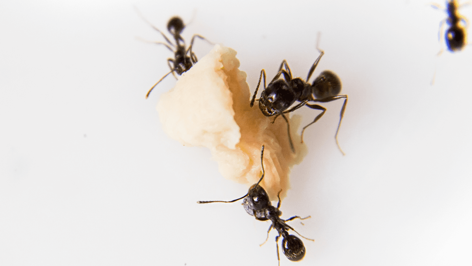 Odorous House Ants Odorous House Ants