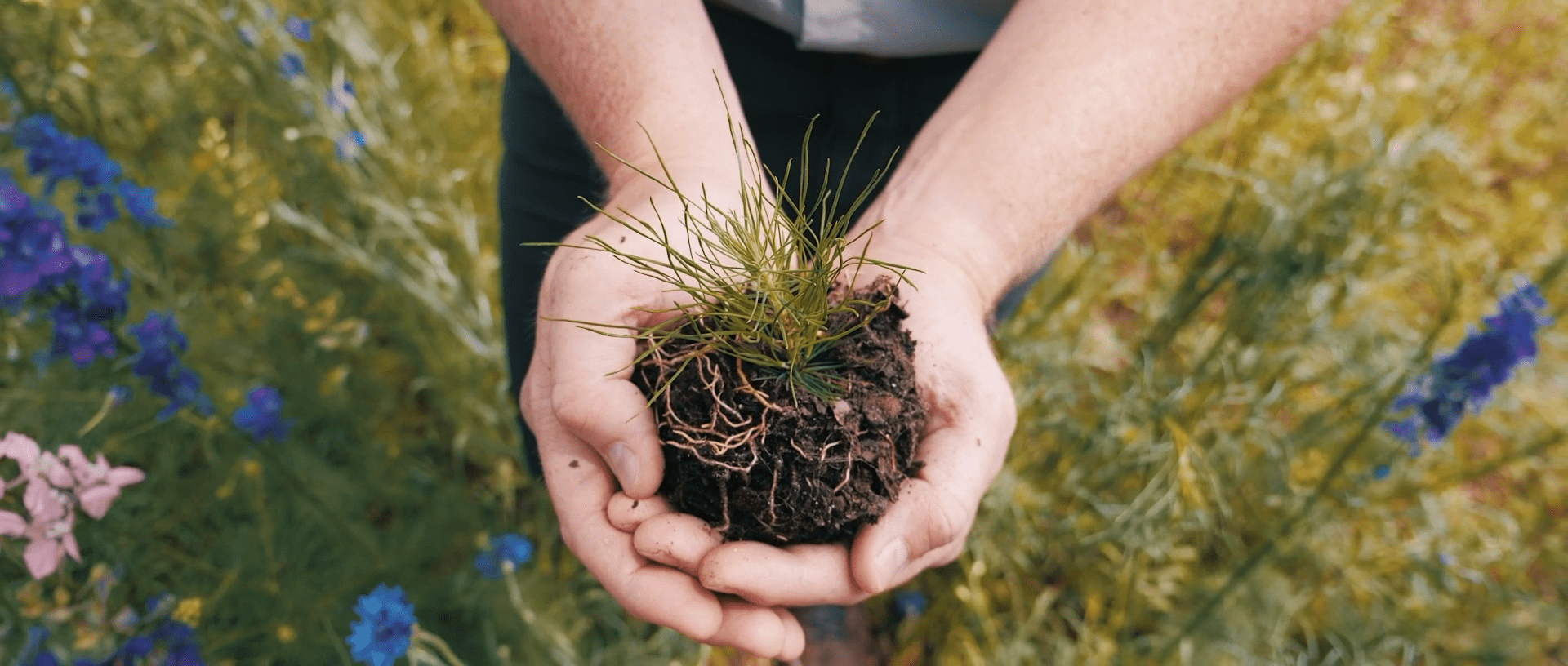 One Tree Planted seedling Environmental-friendly pest control