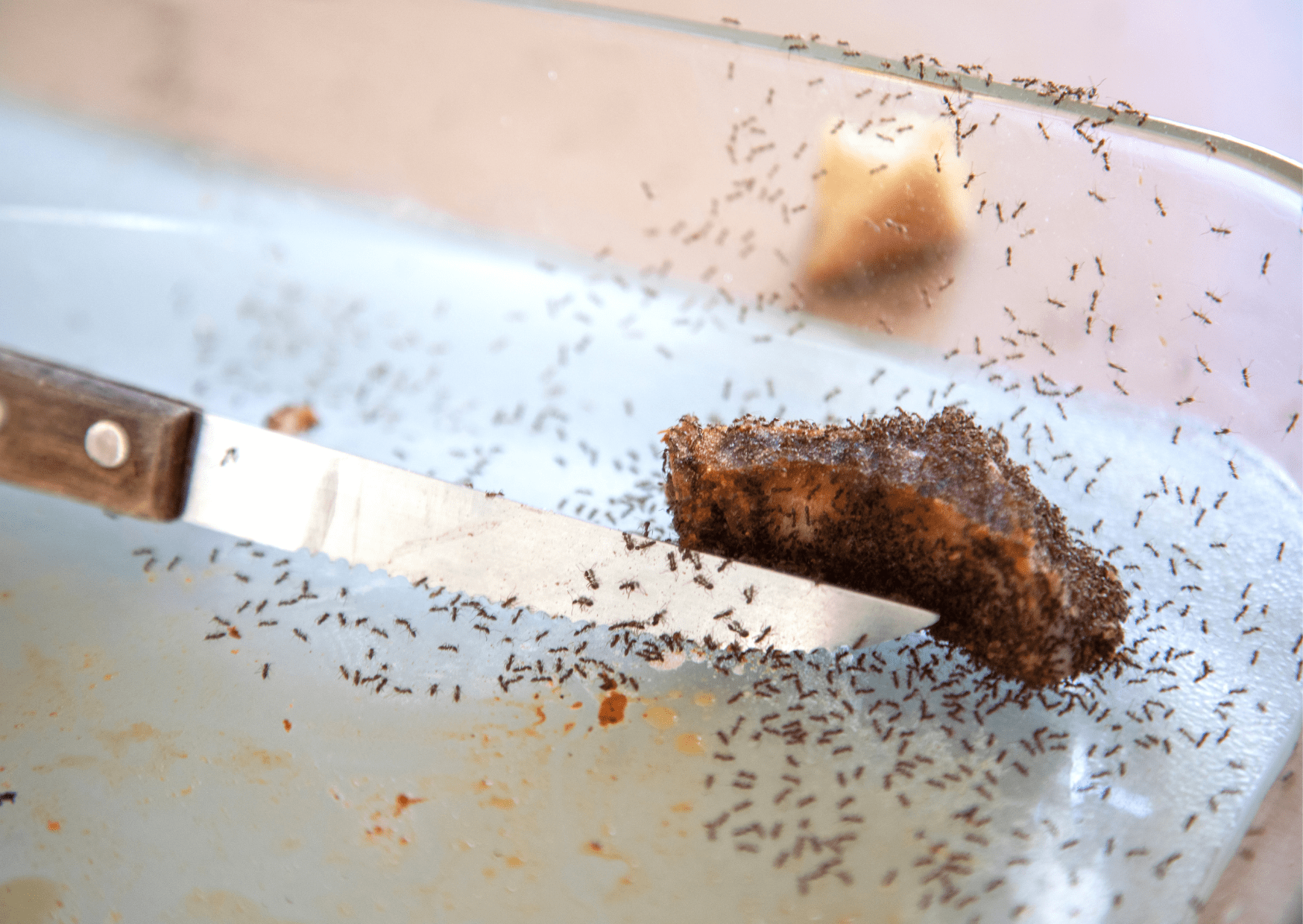 Untitled (148 x 105 mm) (2) Pests in Your Home