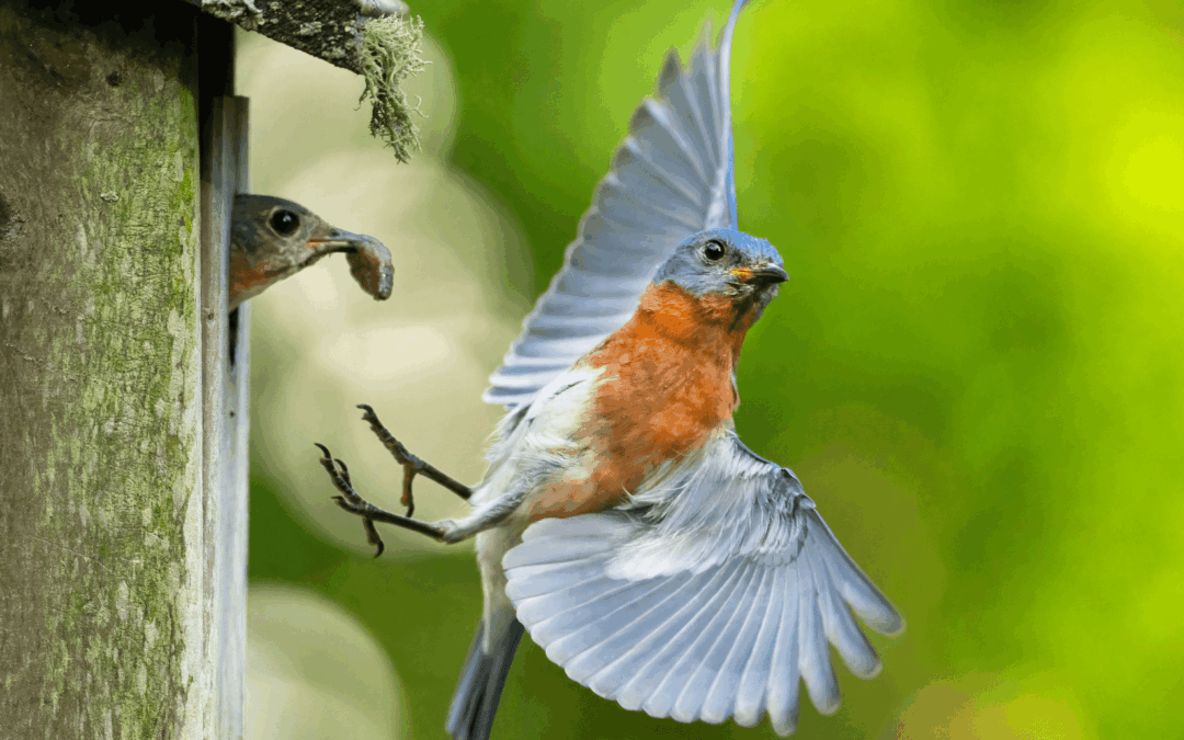 Neighborhood Nature Walk: What North Carolina Wildlife Can Teach Us About Balance
