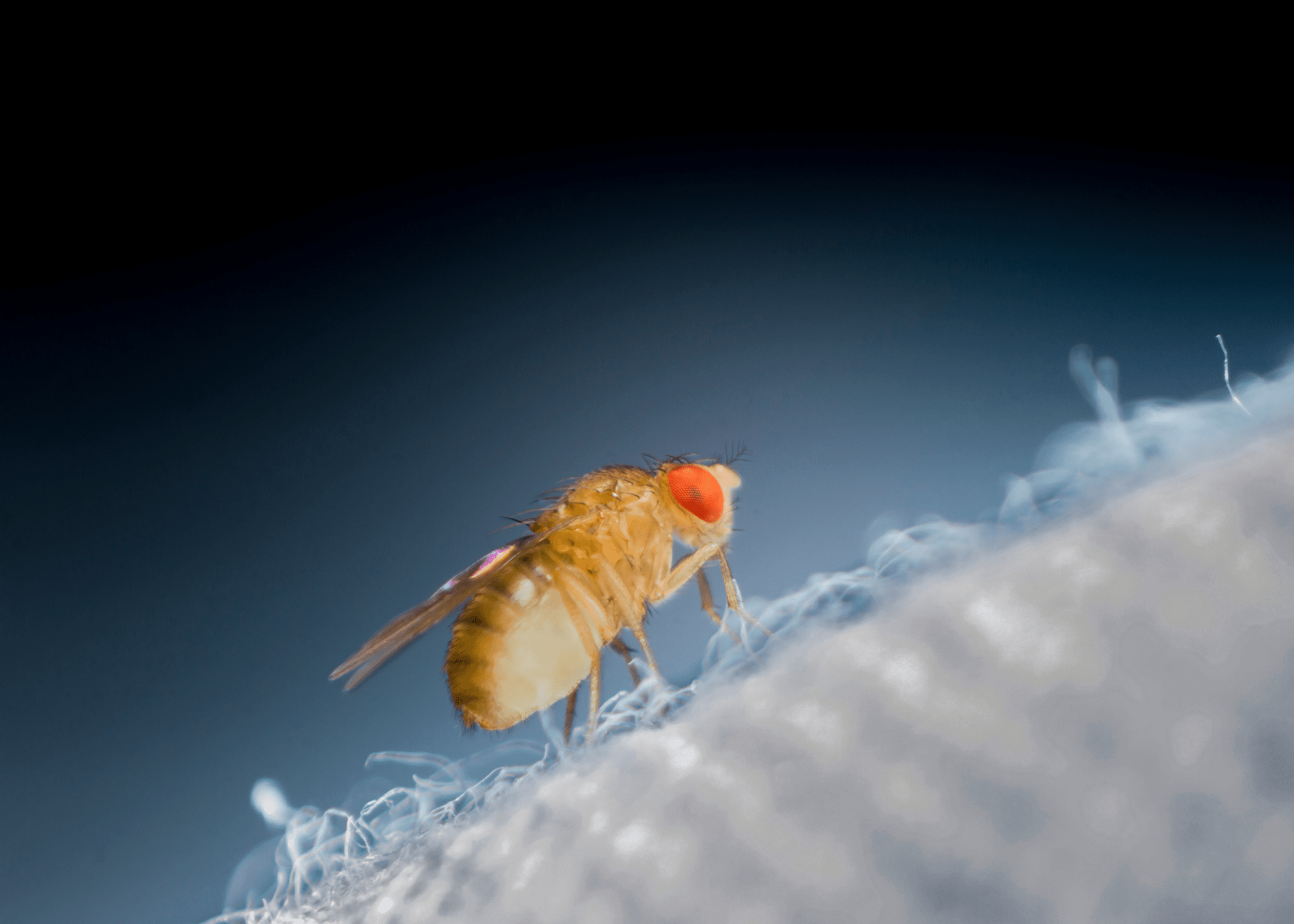 fruit fly flies