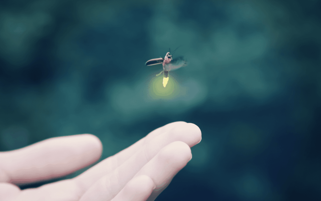 Lightning Bugs in North Carolina: A Q&A From Kind Pest Control