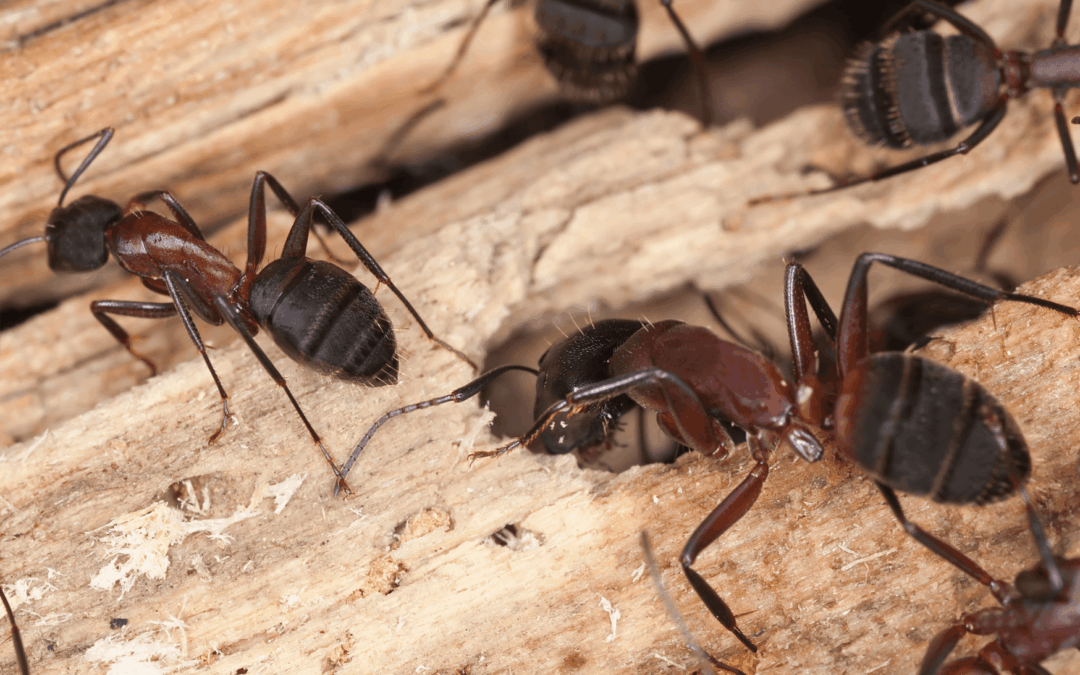 The Gentle Giants of the Pest World: Understanding Carpenter Ants Before They Do Damage