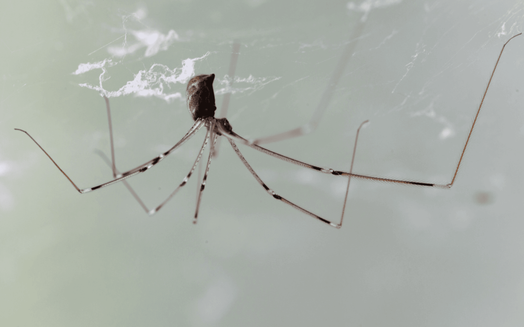 The Quiet Guests: What Daddy Long Legs Teach Us About Coexisting With Nature