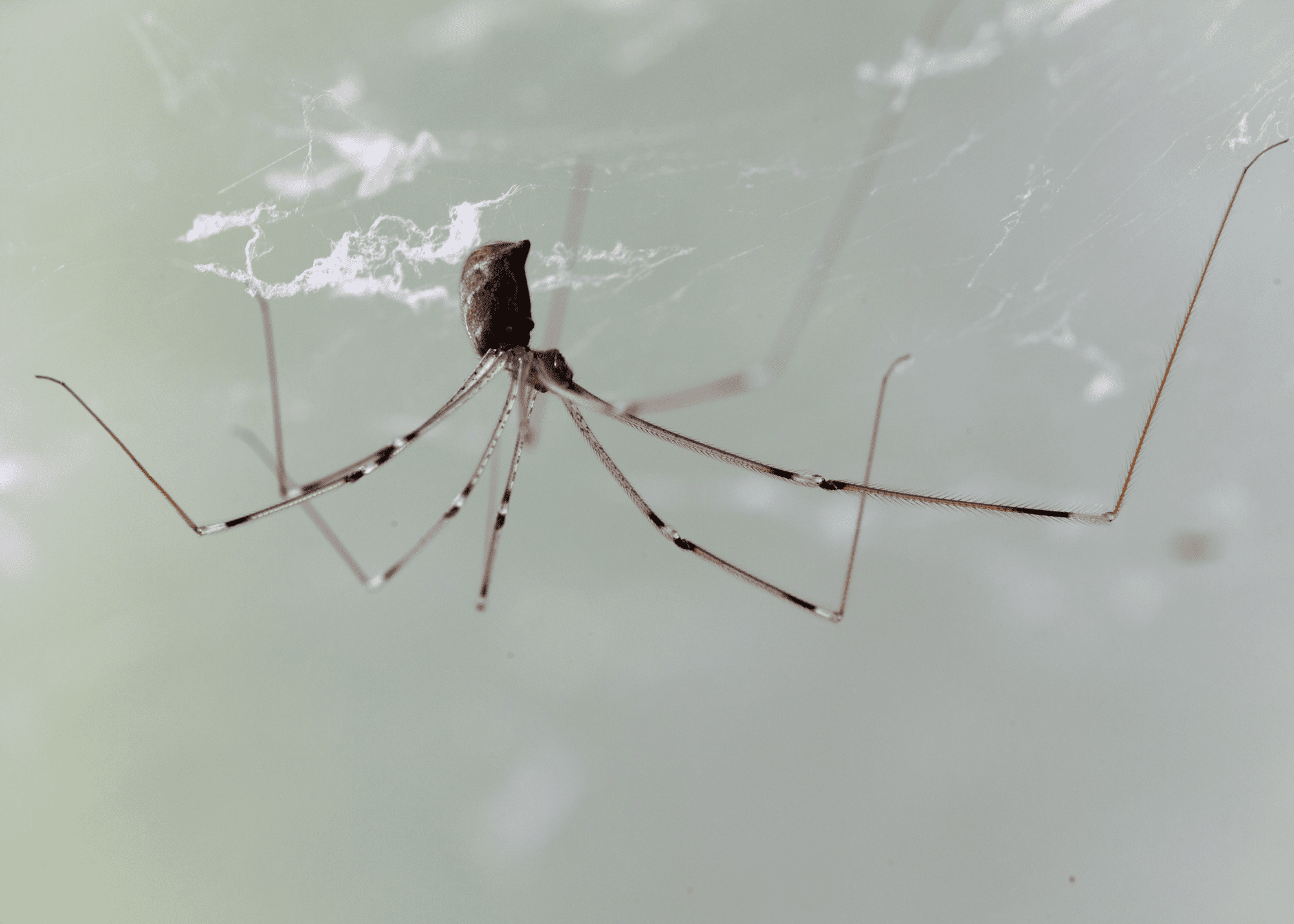 daddy long legs daddy long legs