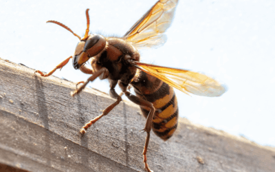 The Carolina Buzz: What That Sudden Surge in Wasps Means for Your Summer