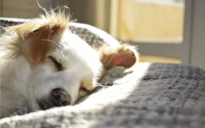 Preventative Pest Control: Why It Matters Even When You Don’t See Pests