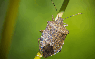 Stink Bugs in North Carolina: Why They Appear in September and How to Keep Them Out