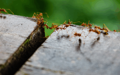 The Kind Guide to North Carolina’s Creepy Crawlers: Spiders, Ants, and Other Uninvited Guests