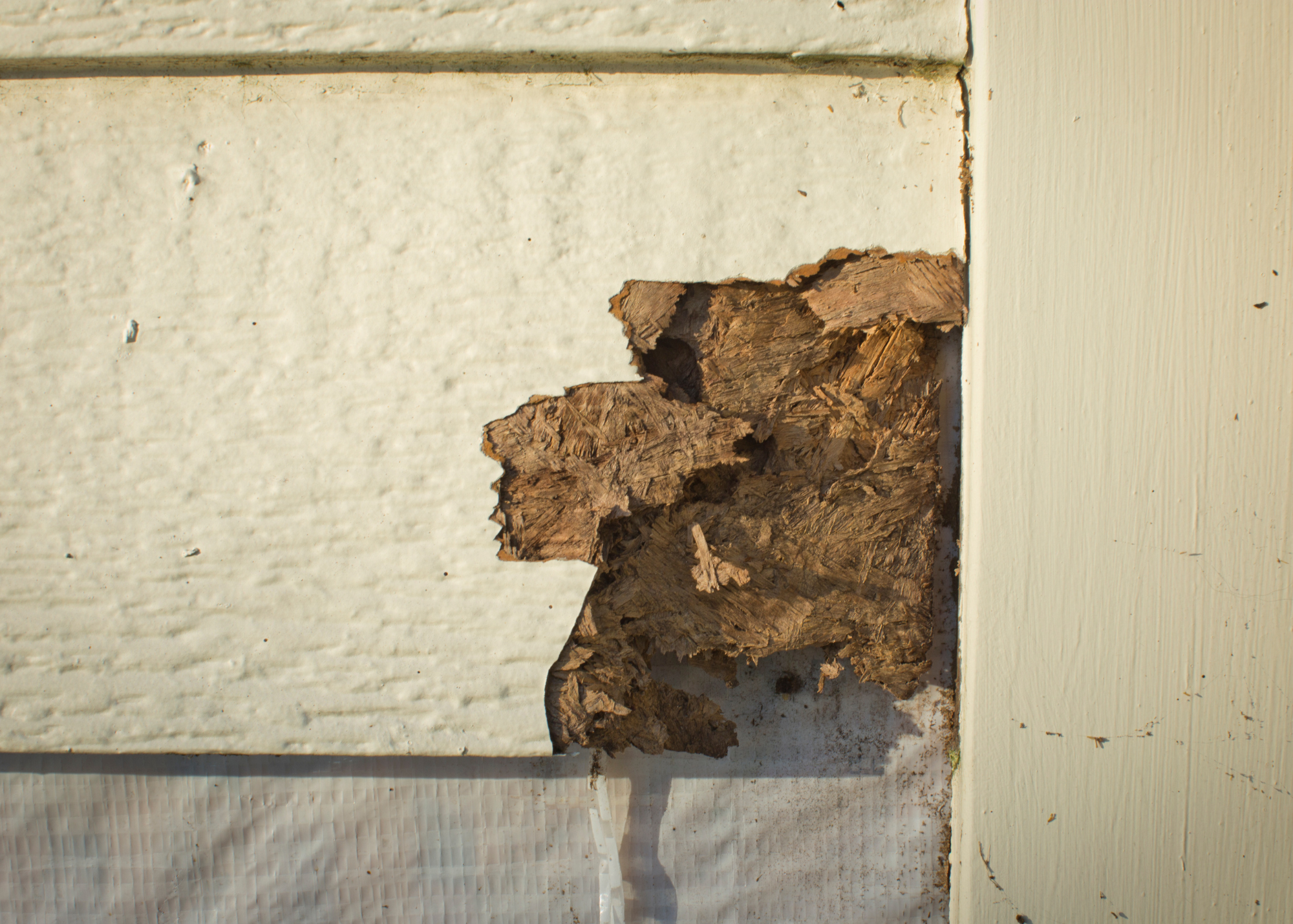 termite termite damage