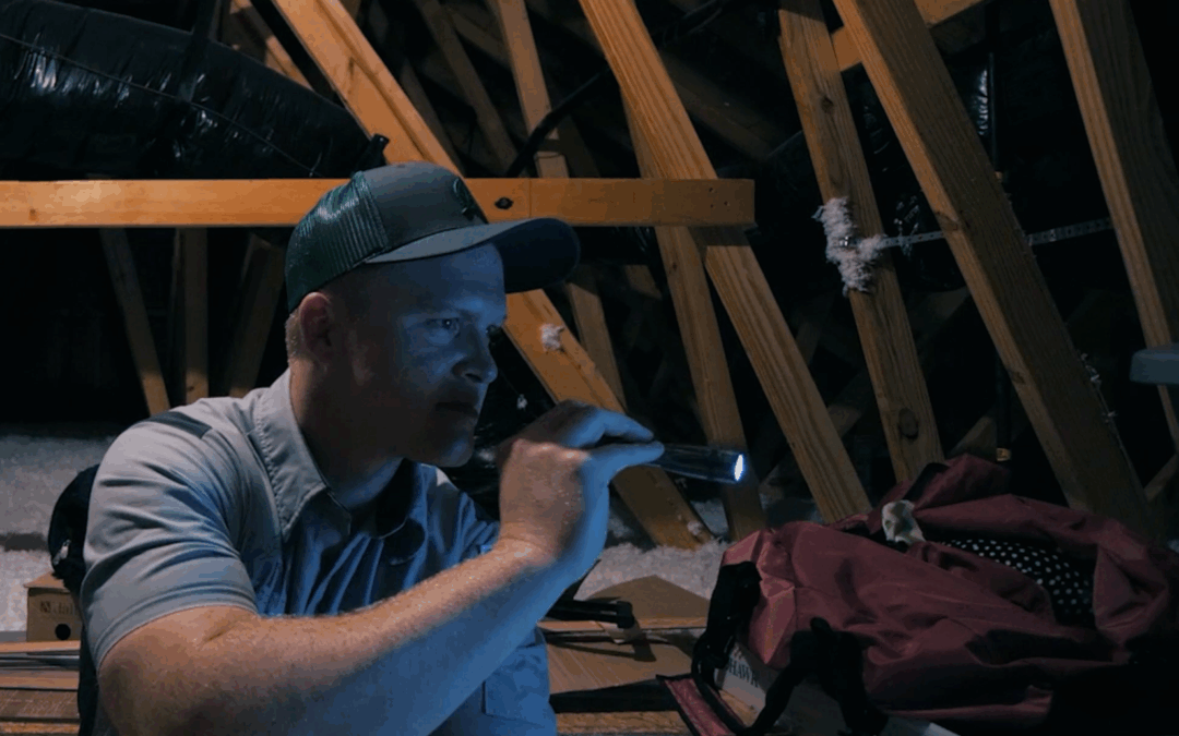 Brown Recluse Spiders in North Carolina: What Homeowners Need to Know