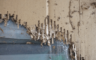 Termite Control in Raleigh, Cary, and Across North Carolina: What Homeowners Need to Know