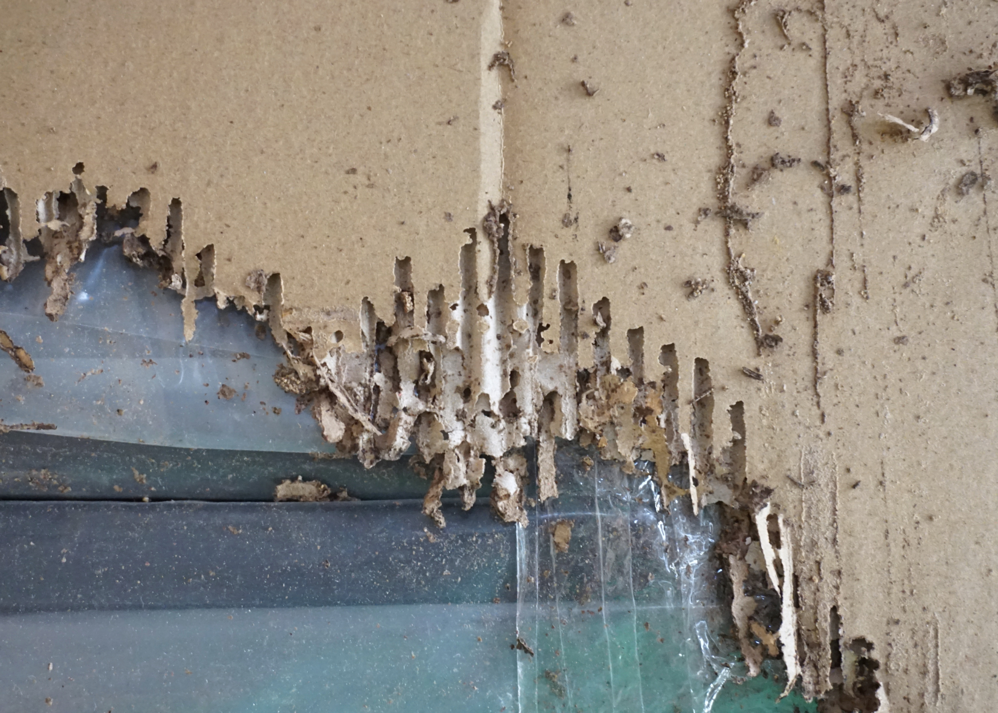 termites in north carolina