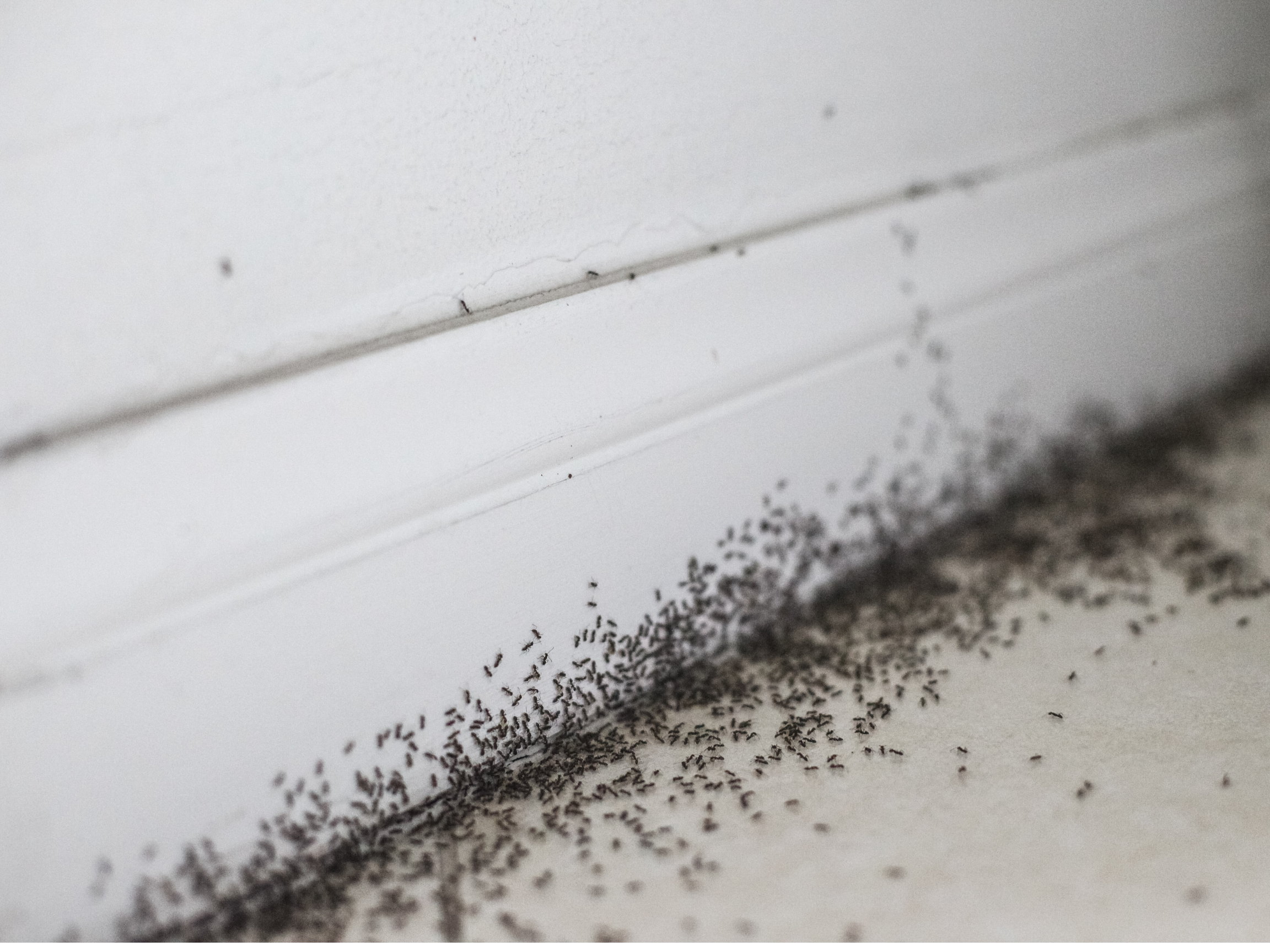 little black ant control