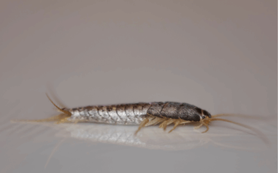 Silverfish in Your Home: How to Protect Your North Carolina House