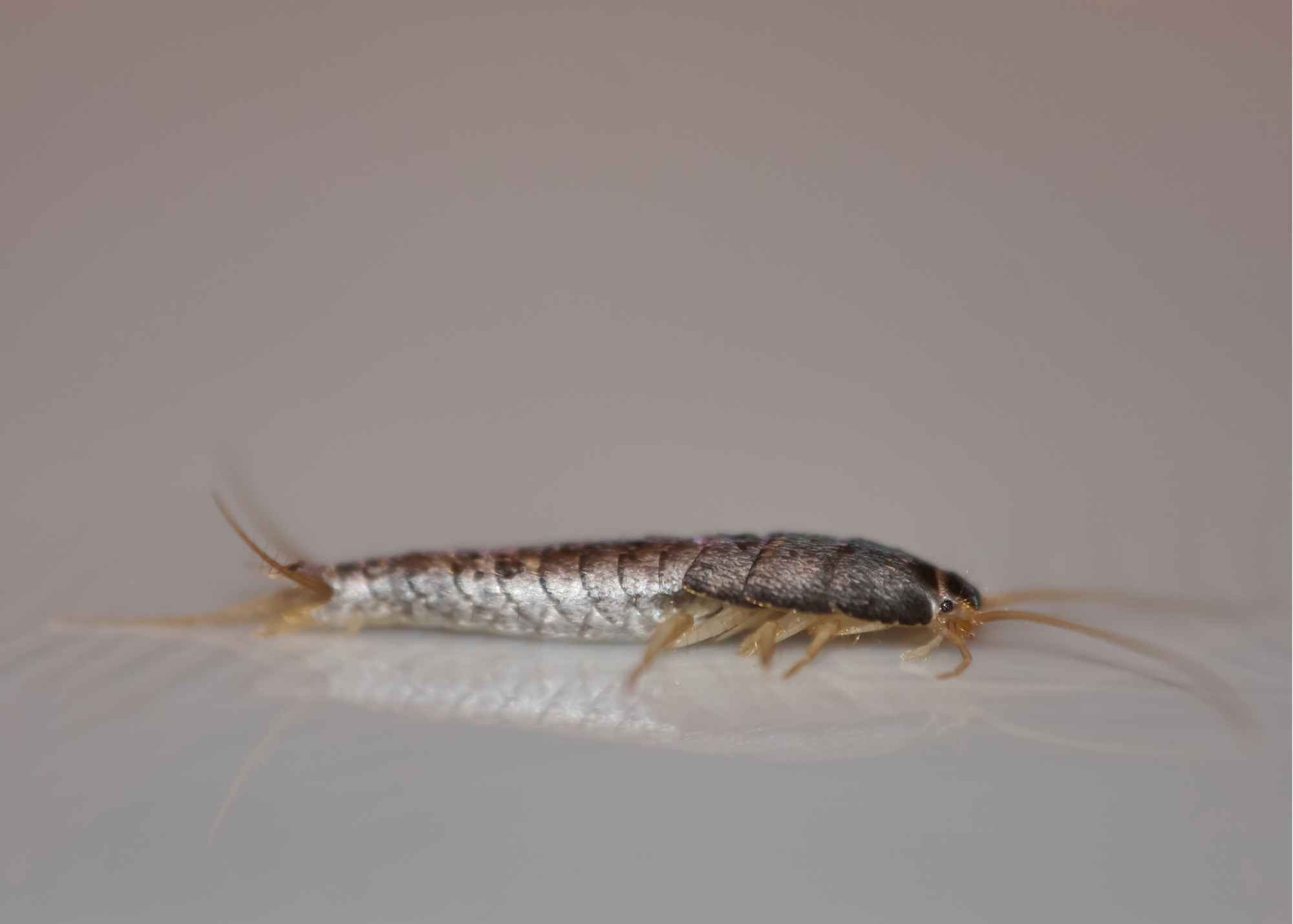 silverfish