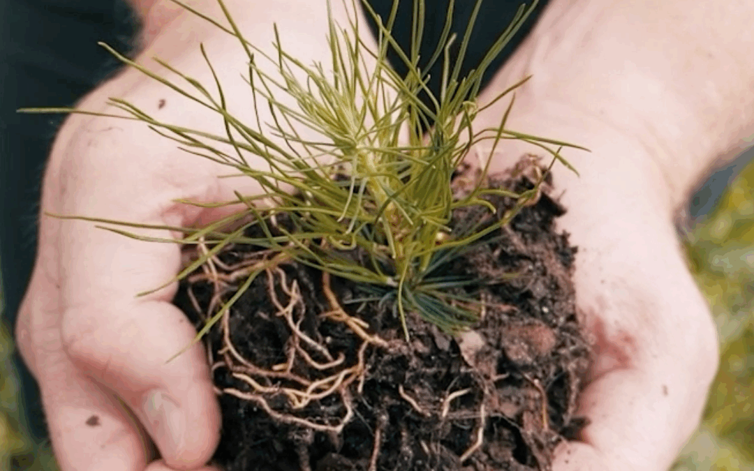 What Preventative Pest Control Really Means (And Why It Matters)