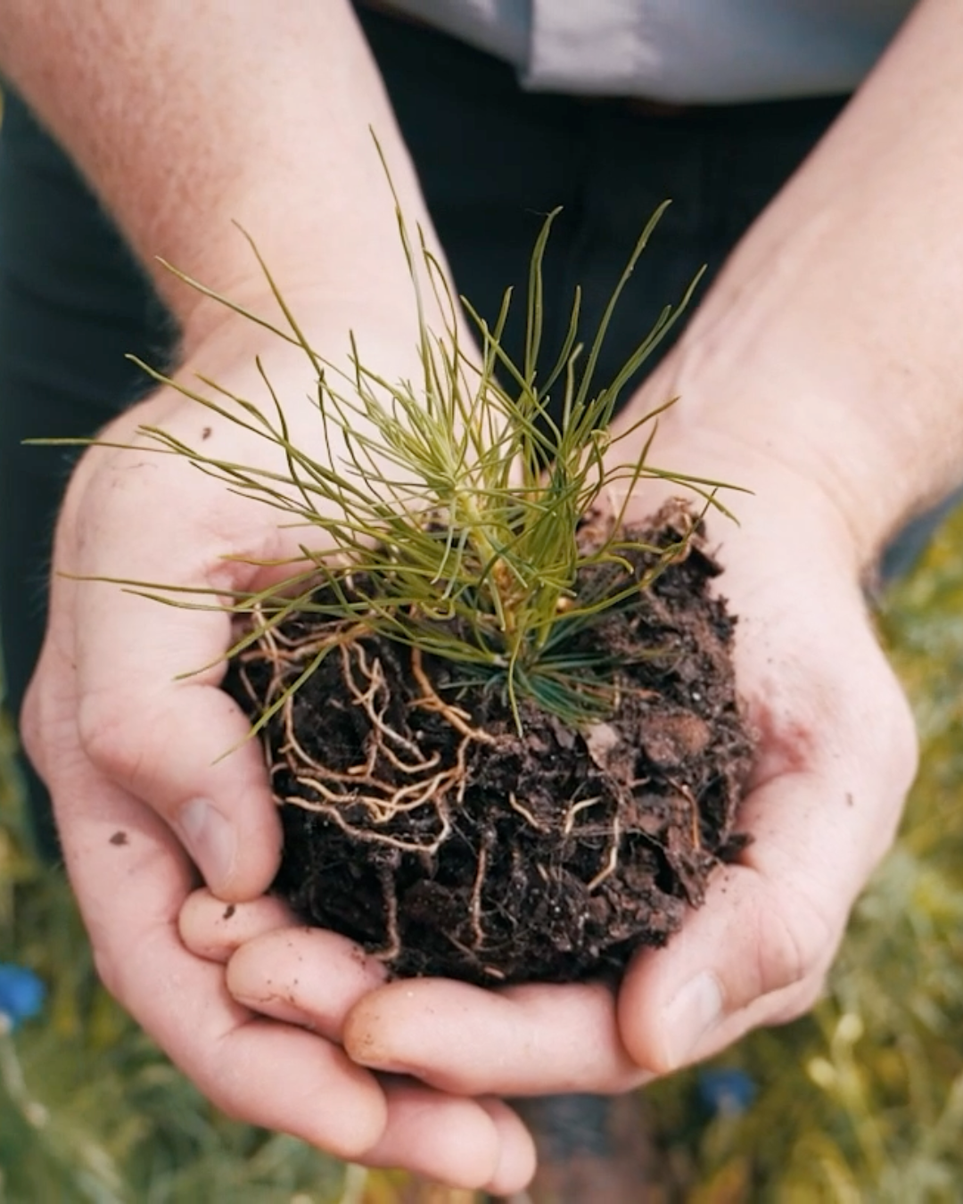 preventative pest control