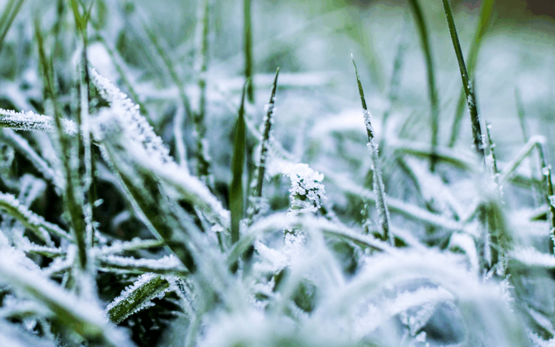 Why January Is the Best Month for Pest Prevention (Even When You Don’t See Pests)