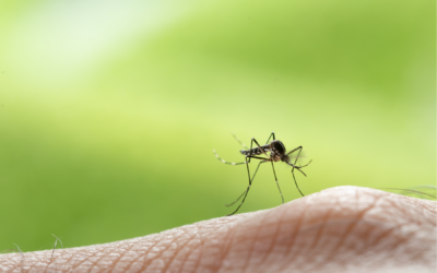 Mosquito Treatments Are Back for the Season!