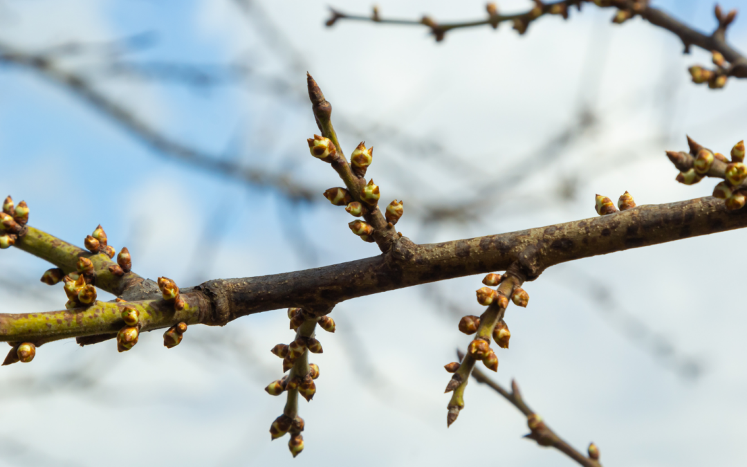 Spring Pest Surge in North Carolina: Why You’re Seeing More Bugs Right Now (And What To Do About It)