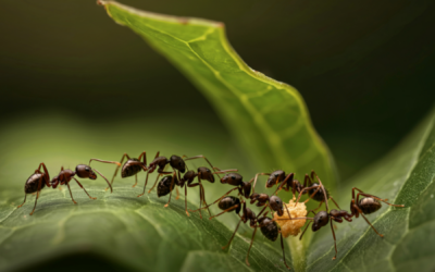 Why You’re Seeing More Ants in March in North Carolina (And What It Means for Your Home)