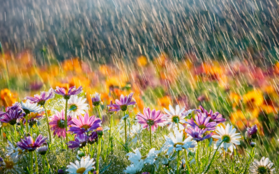 Spring Rain = Pest Gain: How Moisture Attracts Pests