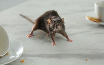 The Lifecycle of a Pest Problem: Why Early Detection Matters