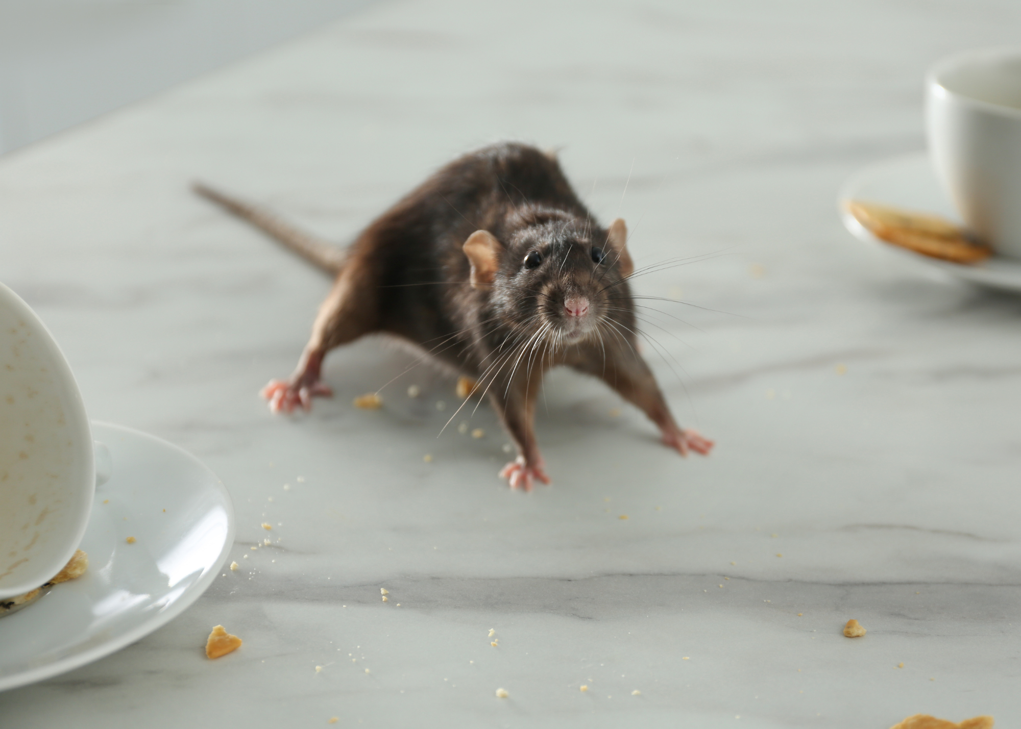 rat (2) pest lifecycle